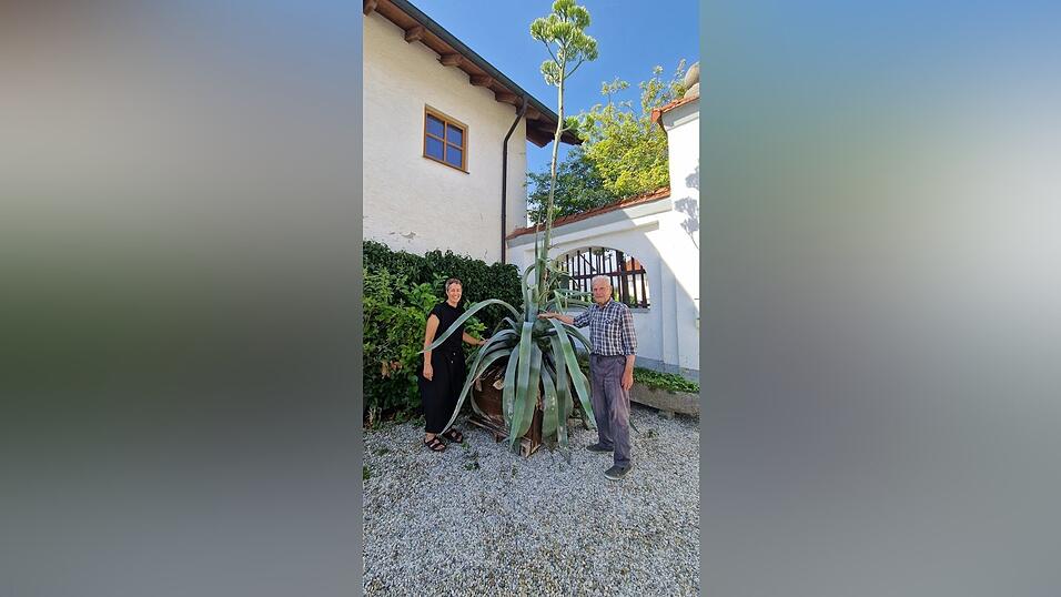 Hans Meindl und Schwiegertochter Ramona mit der circa 60 Jahre alten Agave aus Großköllnbach, die mittlerweile 5,35 Meter hoch ist und in wenigen Tagen blühen dürfte - eine echte Seltenheit. Hans Meindl und Schwiegertochter Ramona mit der circa 60 Jahre alten Agave aus Großköllnbach, die mittlerweile 5,35 Meter hoch ist und in wenigen Tagen blühen dürfte - eine echte Seltenheit.