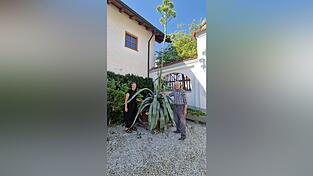 Hans Meindl und Schwiegertochter Ramona mit der circa 60 Jahre alten Agave aus Großköllnbach, die mittlerweile 5,35 Meter hoch ist und in wenigen Tagen blühen dürfte - eine echte Seltenheit. Hans Meindl und Schwiegertochter Ramona mit der circa 60 Jahre alten Agave aus Großköllnbach, die mittlerweile 5,35 Meter hoch ist und in wenigen Tagen blühen dürfte - eine echte Seltenheit.