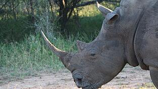 Ein Nashorn im Hlane Royal National Park in Eswatini. (Symbolbild)