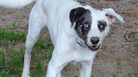 Ninja sucht ein neues Zuhause. Ninja sucht ein neues Zuhause.