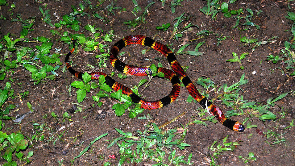 Landaufenthalt in Panama, Januar 2010 Landaufenthalt in Panama, Januar 2010