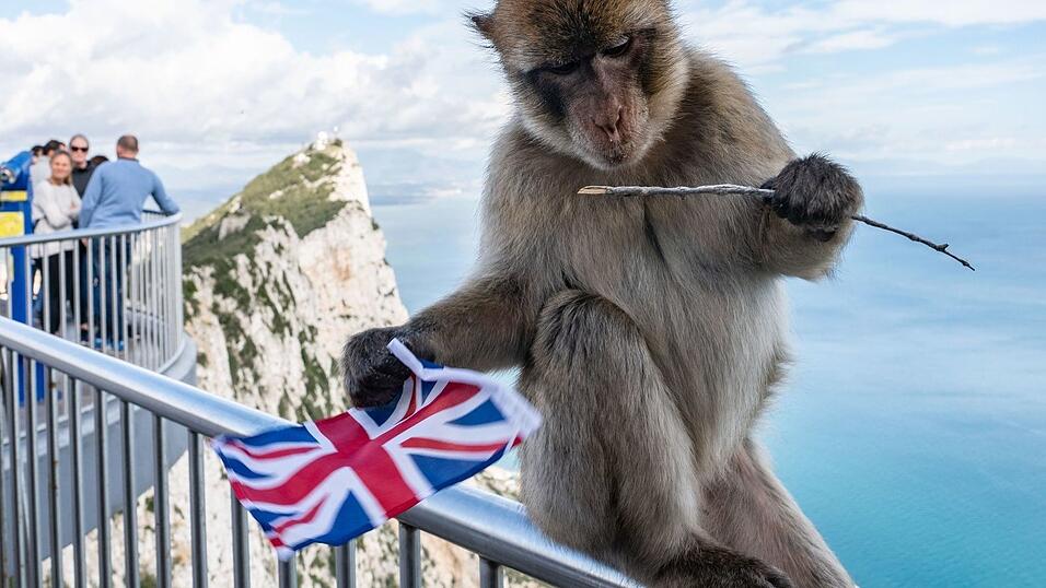 Der Felsen von Gibraltar ist für seine Affen bekannt. (Archivfoto) Der Felsen von Gibraltar ist für seine Affen bekannt. (Archivfoto)