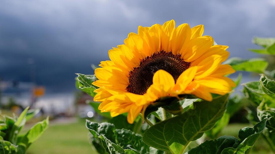 Wie wird das Wetter in der kommenden Woche? (Archivbild) Wie wird das Wetter in der kommenden Woche? (Archivbild)