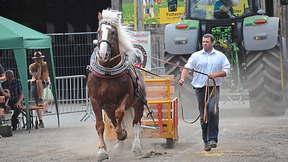 Die st&auml;rksten Pferde werden gesucht.
