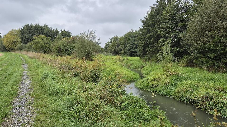 So sieht es heute in der Harthauser Anlage vor den Toren Alburgs aus: Der Allachbach schlängelt sich zwischen Büschen, Bäumen und Gras hindurch. Gleich daneben verläuft der Spazierweg. So sieht es heute in der Harthauser Anlage vor den Toren Alburgs aus: Der Allachbach schlängelt sich zwischen Büschen, Bäumen und Gras hindurch. Gleich daneben verläuft der Spazierweg.
