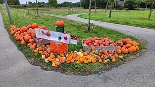 Kürbisse zur Selbstbedienung gegen Bezahlung, wie hier vor Alburg, gibt es seit September reichlich.