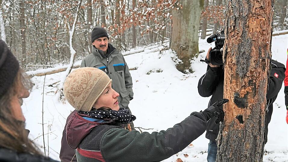 Wenn sich die Rinde abl&ouml;st, weist das auf Insektensch&auml;den hin. Best&auml;tigt sich der Befall, empfehlen Forstdirektor Michael Ro&szlig;kopf (2. von links) und Revierf&ouml;rsterin Andrea Steinbach (links), die betroffenen B&auml;ume zeitnah zu ernten und aus dem Wald zu bringen.