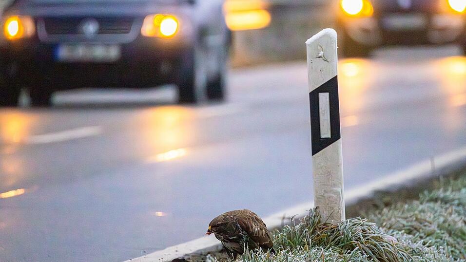 Im Winter halten sich Bussarde gezielt an Stra&szlig;en auf.
