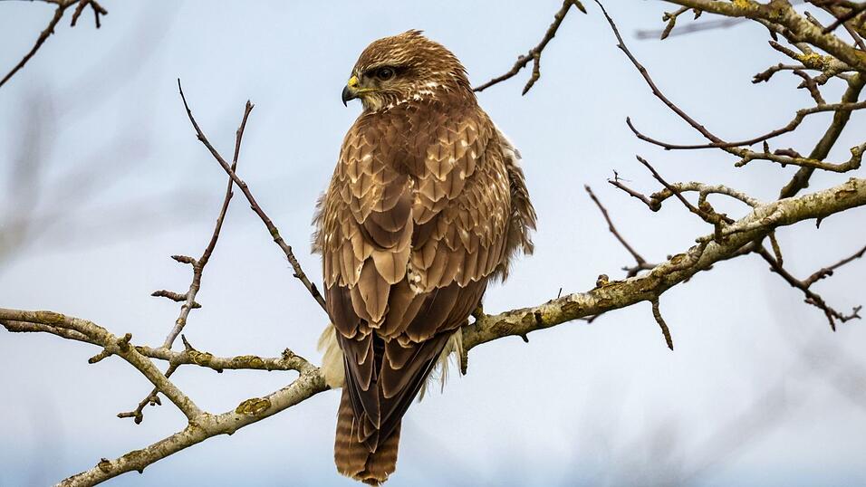 Ein Bussard im Landkreis Haßberge ist mit einem Gift getötet worden. (Symbolbild)