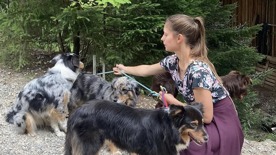 Eine Teilnehmerin hatte ihre vier Australian Shepards dabei.