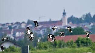 Ein Kiebitztrupp bei Landau Ein Kiebitztrupp bei Landau