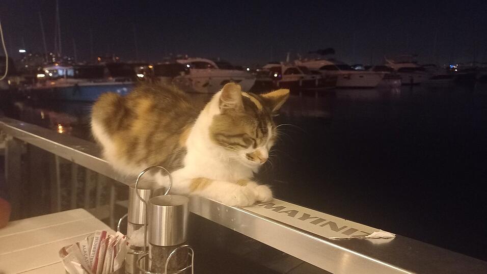 Man trifft sie wirklich überall an: Katzen in Istanbul.