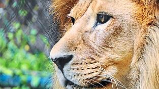 Seit 35 Jahren gibt es Straubinger Tiergarten L&ouml;wen. Dass sie einmal mal eine eigene Bezirkstags-Sondersitzung bekommen werden, h&auml;tten sie sich wohl nicht tr&auml;umen lassen.