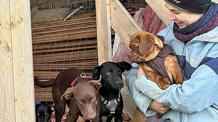 Aufgenommen werden die unterschiedlichsten Hunde.
