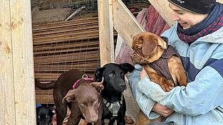 Aufgenommen werden die unterschiedlichsten Hunde.