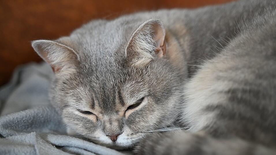 In Augsburg befreite die Feuerwehr eine Katze aus dem Motorraum eines Autos. (Symbolbild)