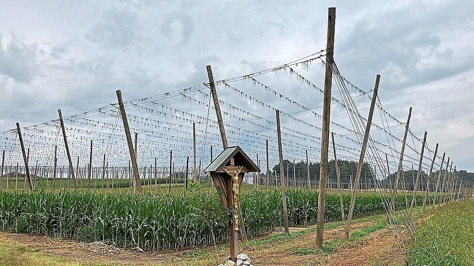 Mais statt Hopfen steht in dieser Gerüstanlage. Die deutschen Hopfenpflanzer nahmen in diesem Jahr 6,5 Prozent ihrer Flächen, das sind 1.326 Hektar, aus der Produktion, um den angespannten Markt zu entlasten. Mais statt Hopfen steht in dieser Gerüstanlage. Die deutschen Hopfenpflanzer nahmen in diesem Jahr 6,5 Prozent ihrer Flächen, das sind 1.326 Hektar, aus der Produktion, um den angespannten Markt zu entlasten.