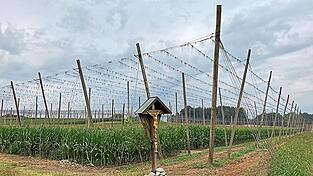 Mais statt Hopfen steht in dieser Gerüstanlage. Die deutschen Hopfenpflanzer nahmen in diesem Jahr 6,5 Prozent ihrer Flächen, das sind 1.326 Hektar, aus der Produktion, um den angespannten Markt zu entlasten. Mais statt Hopfen steht in dieser Gerüstanlage. Die deutschen Hopfenpflanzer nahmen in diesem Jahr 6,5 Prozent ihrer Flächen, das sind 1.326 Hektar, aus der Produktion, um den angespannten Markt zu entlasten.