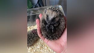 Um den bevorstehenden Winter überleben zu können, sind diese beiden kleinen Igel auf menschliche Hilfe angewiesen.