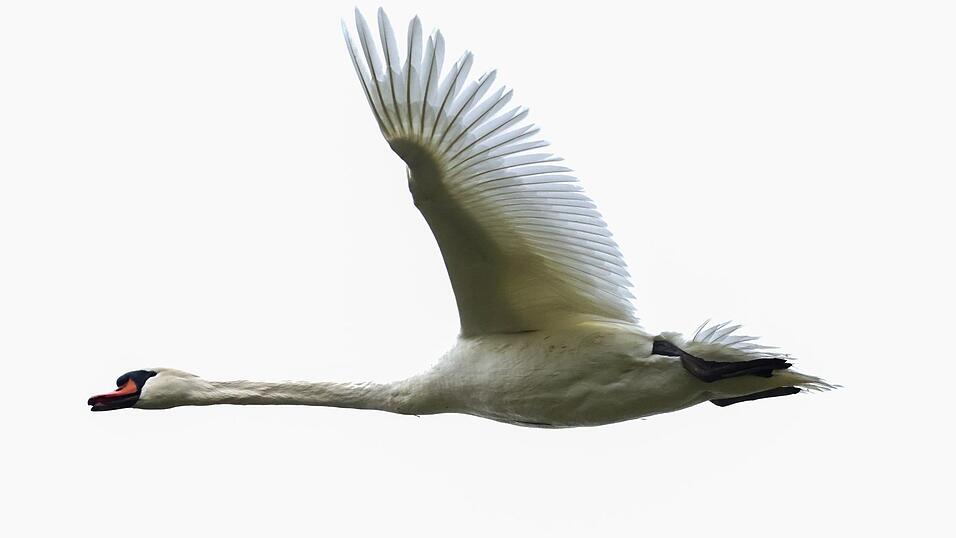 Die Polizei konnte den Schwan unverletzt in die Freiheit entlassen. (Symbolbild) Die Polizei konnte den Schwan unverletzt in die Freiheit entlassen. (Symbolbild)