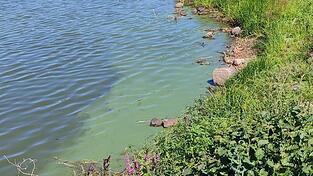 Die Situation am Satzdorfer See wird durch das Gesundheitsamt fortlaufend beobachtet und bewertet. Die Situation am Satzdorfer See wird durch das Gesundheitsamt fortlaufend beobachtet und bewertet.