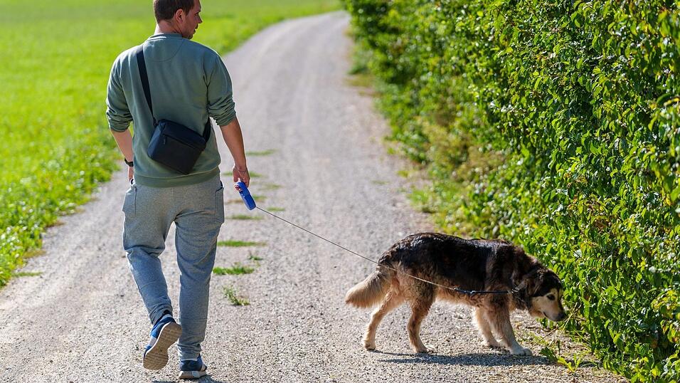 So stellt sich das Bürgermeister Krumbucher vor: Ein Spaziergang mit dem Hund gerne - aber bitte nur mit Leine. (Symbolbild) So stellt sich das Bürgermeister Krumbucher vor: Ein Spaziergang mit dem Hund gerne - aber bitte nur mit Leine. (Symbolbild)