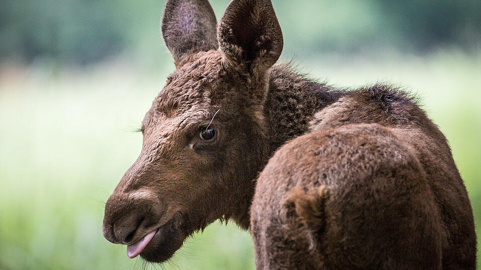 Meistens müssen für die bayerischen Schimpfwörter Haustiere oder Tiere imAllgemeinen herhalten. Meistens müssen für die bayerischen Schimpfwörter Haustiere oder Tiere imAllgemeinen herhalten.