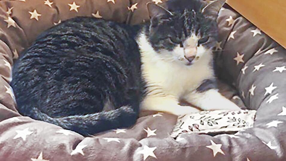 Die Findelkatze 'Pissoi' wurde zwischenzeitlich von der Familie Breu aus Bogen aufgenommen und gepflegt.