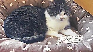 Die Findelkatze 'Pissoi' wurde zwischenzeitlich von der Familie Breu aus Bogen aufgenommen und gepflegt. Die Findelkatze 'Pissoi' wurde zwischenzeitlich von der Familie Breu aus Bogen aufgenommen und gepflegt.