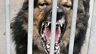 Das aggressive Hundetrio in der Gemeinde hat schon des Öfteren für Ärger gesorgt. (Symbolbild)