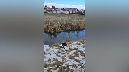 Woher der tote Storch stammt, ist unklar.