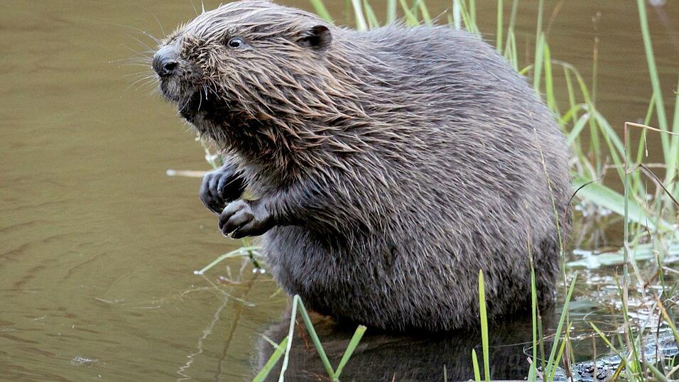 In Augsburg verirrte sich ein Biber in die Altstadt und verlor die Orientierung. (Symbolbild)