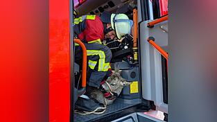 Vergebens: Die Wehrm&auml;nner versuchen, das Reh trocken zu rubbeln und im Fahrzeug aufzuw&auml;rmen. Doch der herbeigerufene J&auml;ger macht dem Tierleben ein Ende.
