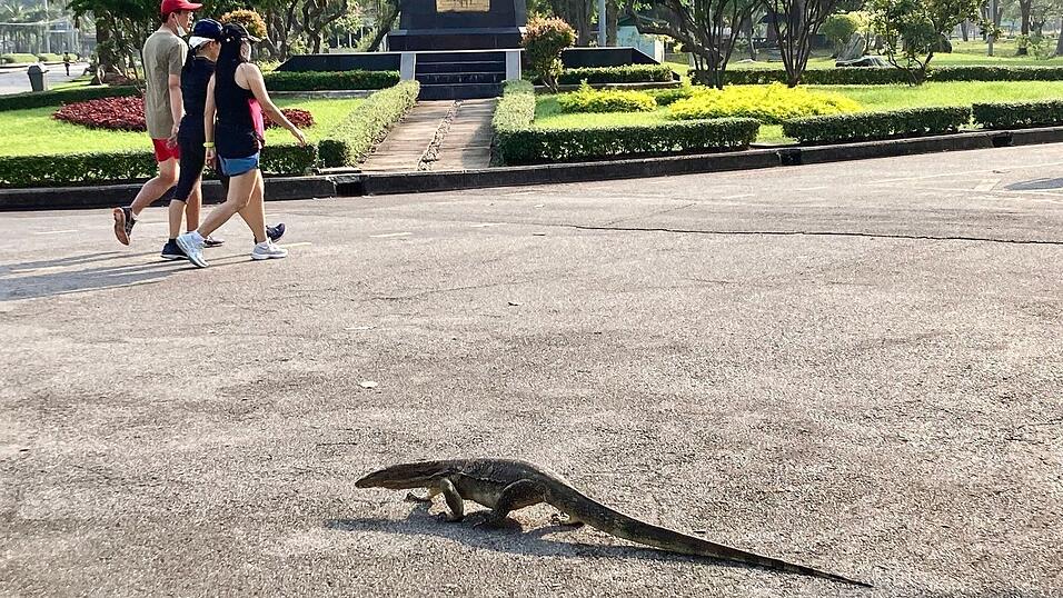 Manche erstarren vor Schreck, andere sind l&auml;ngst an die Riesenechsen in Bangkok ber&uuml;hmtestem Park gew&ouml;hnt.