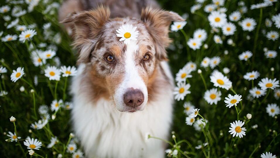 'Der beste Hund meiner Welt - Knuff', sagt sein Frauchen Monika Bogner.