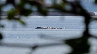 Der Buckelwal war auch am Mittwoch deutlich zu h&ouml;ren.