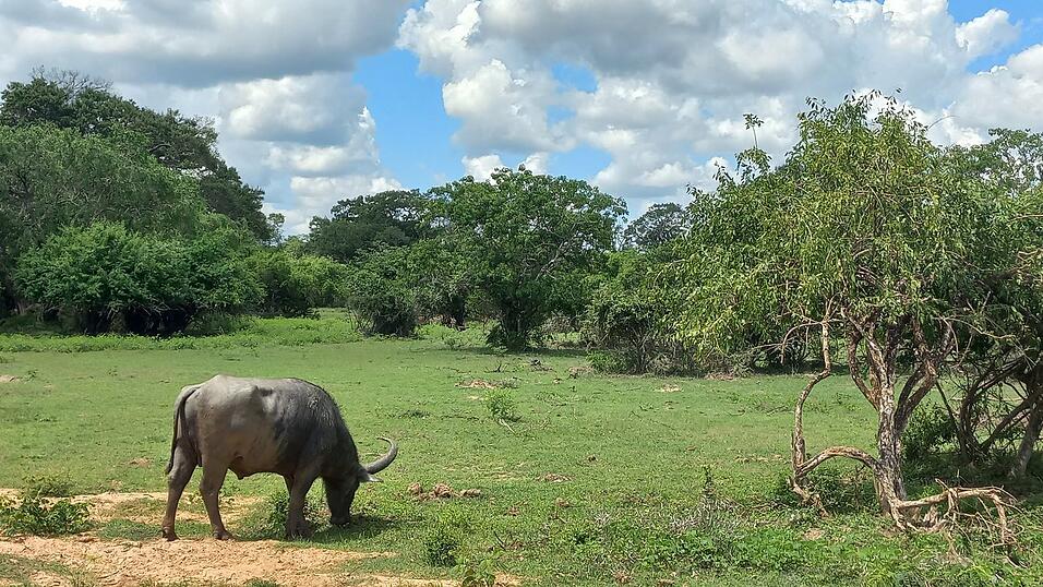 Fotos von Katis Safari im Yala-Nationalpark. Dabei sah die Weltreisende viele wilde Tiere, war aber von vielen anderen Fahrzeugen umgeben.