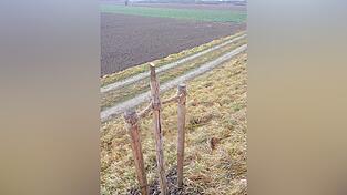 Mutwillig sind zwei frisch gepflanzte Bäume zwischen Reibersdorf und Parkstetten abgeschnitten worden. Mutwillig sind zwei frisch gepflanzte Bäume zwischen Reibersdorf und Parkstetten abgeschnitten worden.