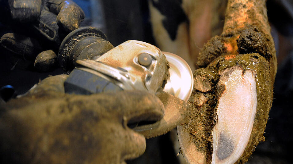 So sieht ein Klauenpfleger in Aktion aus. Genau diese Pflege blieb den Kühen des Angeklagten jedoch trotz dringender Notwendigkeit verwehrt: Ihre Klauen waren bis zu 20 Zentimeter zu lang.