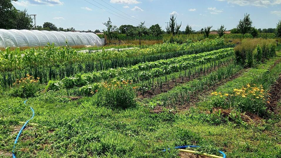 Das &bdquo;biogartl&ldquo; baut an seinem jetzigen Standort bei Aholming &uuml;ber 70 Gem&uuml;sesorten an. Jetzt sucht die 1. Solidarische Landwirtschaft im Landkreis Deggendorf nach einem neuen Areal, bevorzugt im Umkreis von Deggendorf.