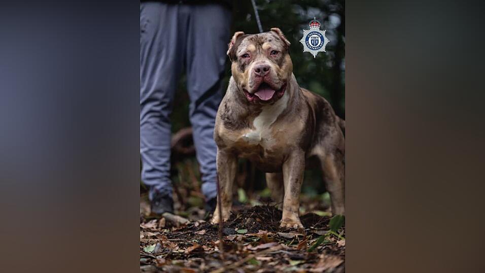 Untersuchungen h&auml;tten ergeben, dass der XL-Bully Toretto bereits angefangen hatte, den Mann bei lebendigem Leib zu fressen, berichtet die Nachrichtenagentur PA.
