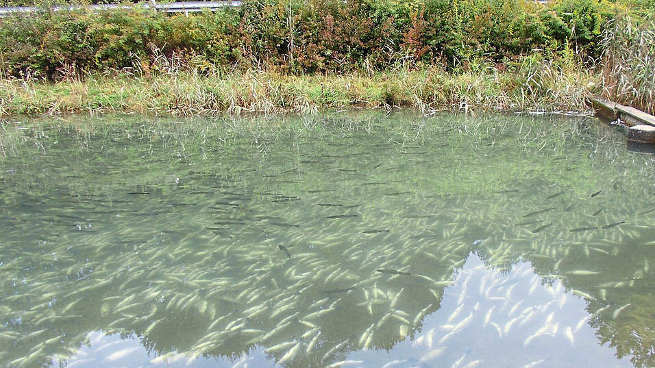 In den Zuchtbecken treiben am Dienstag die verendeten Fische.