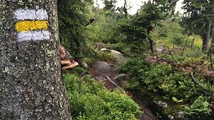 Immer der Markierung nach: 660 Kilometer lang ist der Goldsteig.
