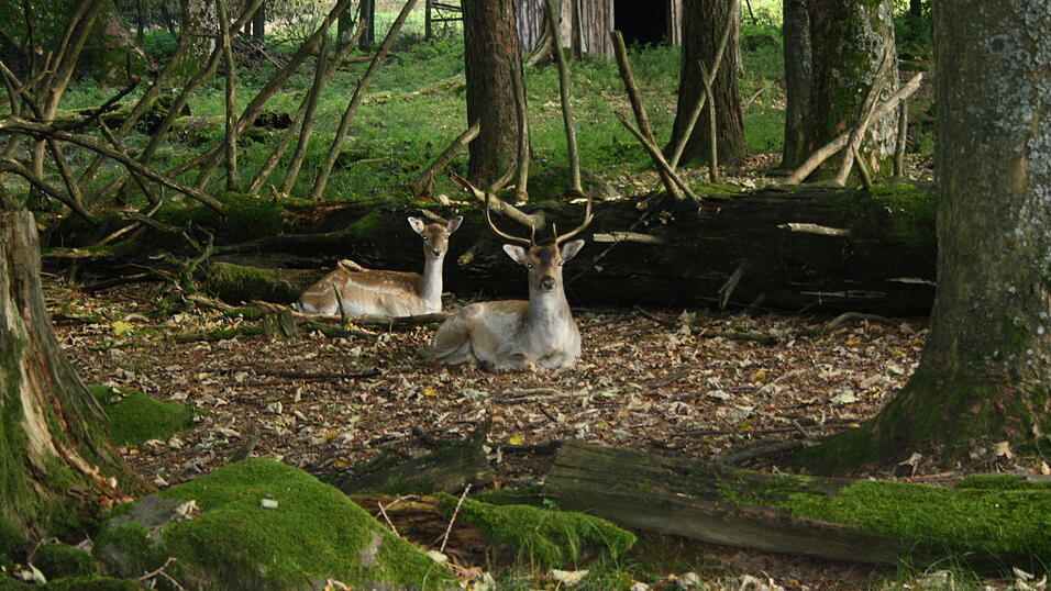 In dem rund fünf Hektar großen Wildnisgelände leben Rehe, Hirsche, Wildkatzen und Luchse.