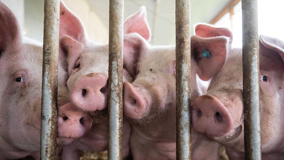 Zu den Bedingungen in der Tierhaltung soll eine staatliche Kennzeichnung kommen. (Archivbild)