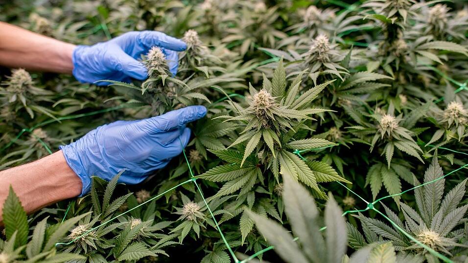 Anbauvereinigungen müssen in einem komplexen Verfahren genehmigt werden. (Symbolbild) Anbauvereinigungen müssen in einem komplexen Verfahren genehmigt werden. (Symbolbild)