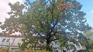 Die Eiche, um die sich der Streit dreht.