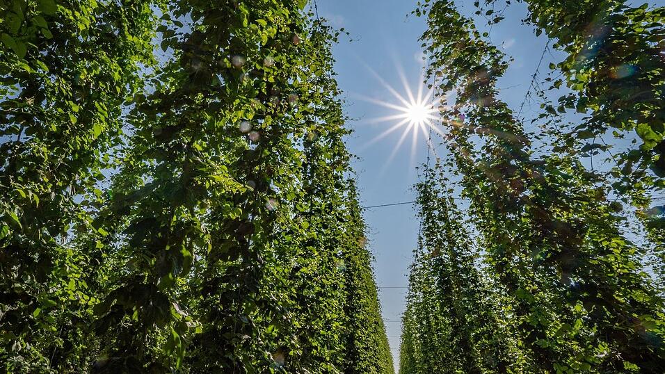 In der Hallertau liegt das größte zusammenhängende Hopfenanbaugebiet der Welt. (Symbolbild) In der Hallertau liegt das größte zusammenhängende Hopfenanbaugebiet der Welt. (Symbolbild)