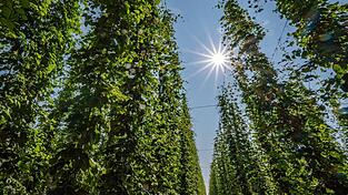 In der Hallertau liegt das größte zusammenhängende Hopfenanbaugebiet der Welt. (Symbolbild) In der Hallertau liegt das größte zusammenhängende Hopfenanbaugebiet der Welt. (Symbolbild)