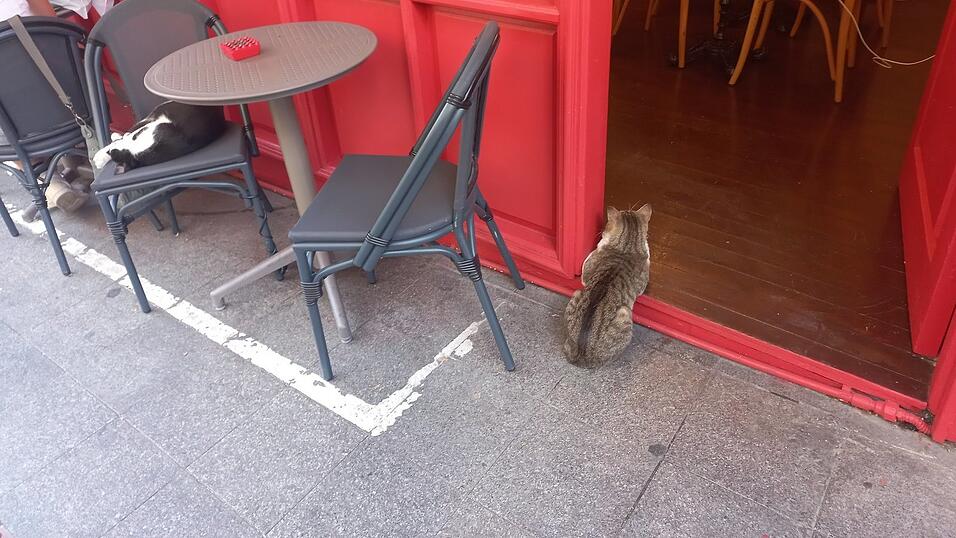 Man trifft sie wirklich überall an: Katzen in Istanbul.
